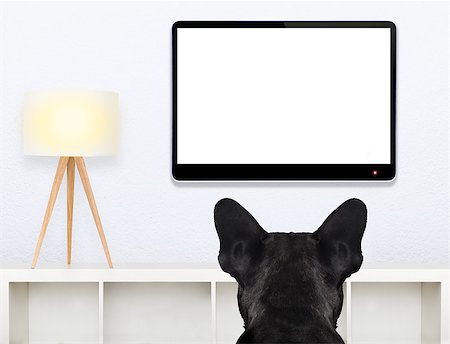 simsearch:400-09091954,k - french bulldog dog in front of a blank and empty tv television or pc computer screen, and watching , in his living room Stock Photo - Budget Royalty-Free & Subscription, Code: 400-08160726