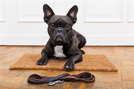dog welcome mat - french bulldog dog waiting and begging to go for a walk with owner , sitting or lying on doormat Stock Photo - Budget Royalty-Free & Subscription, Code: 400-08160720