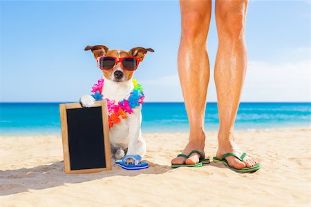 simsearch:400-08413217,k - dog and owner sitting close together at the beach on summer vacation holidays, holding an empty blank blackboard or placard Stock Photo - Budget Royalty-Free & Subscription, Code: 400-08160742