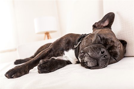 french bulldog dog having a sleeping and  relaxing a siesta in living room Foto de stock - Super Valor sin royalties y Suscripción, Código: 400-08160824