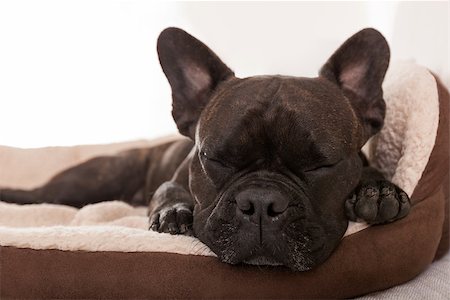 french bulldog dog having a sleeping and  relaxing a siesta in living room Stock Photo - Budget Royalty-Free & Subscription, Code: 400-08160825