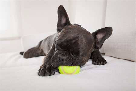 simsearch:400-08694289,k - french bulldog dog exhausted and tired after  a play with ball or toy , sleeping ,having a relaxing siesta in living room Stock Photo - Budget Royalty-Free & Subscription, Code: 400-08160827