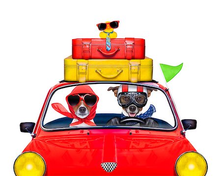 simsearch:400-08694289,k - couple of jack russell just married dogs driving a car for summer vacation holidays or honeymoon , isolated on white background, stack of luggage or bags on top Stock Photo - Budget Royalty-Free & Subscription, Code: 400-08160870
