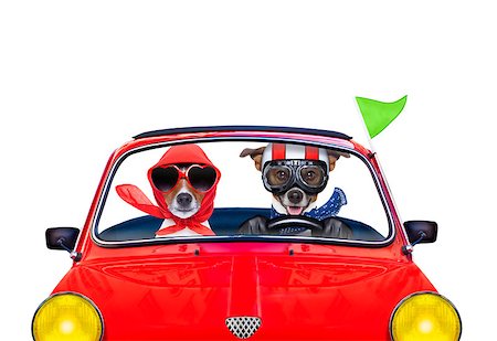simsearch:400-08694289,k - couple of jack russell just married dogs driving a car for summer vacation holidays or honeymoon , isolated on white background Stock Photo - Budget Royalty-Free & Subscription, Code: 400-08160872