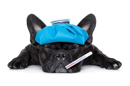 simsearch:400-08152880,k - french bulldog dog very sick with ice pack or bag on head, eyes closed and suffering , thermometer in mouth , isolated on white background Photographie de stock - Aubaine LD & Abonnement, Code: 400-08161195