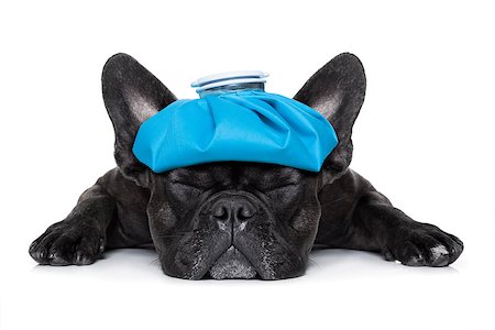 simsearch:400-08152880,k - french bulldog dog very sick with ice pack or bag on head, eyes closed and suffering isolated on white background Photographie de stock - Aubaine LD & Abonnement, Code: 400-08161196