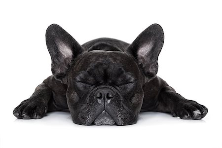 simsearch:400-08152880,k - french bulldog dog sleeping on the ground isolated on white background Photographie de stock - Aubaine LD & Abonnement, Code: 400-08161190