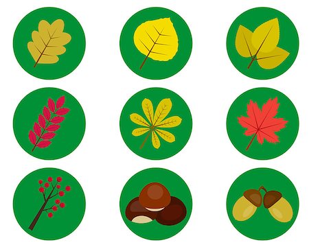 simsearch:400-04228440,k - different leaves of trees in the green circles on a white background Foto de stock - Super Valor sin royalties y Suscripción, Código: 400-08161264