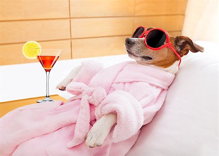 resaca - jack russell dog relaxing  and lying, in   spa wellness center ,wearing a  bathrobe and funny sunglasses , martini cocktail inlcuded Foto de stock - Super Valor sin royalties y Suscripción, Código: 400-08161441