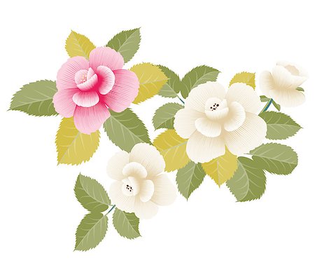 simsearch:400-07680595,k - Stylized white and pink roses isolated on a white background. Vector illustration. Foto de stock - Royalty-Free Super Valor e Assinatura, Número: 400-08161802