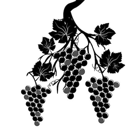 simsearch:400-04478608,k - Grape clusters on the vine on white background Stock Photo - Budget Royalty-Free & Subscription, Code: 400-08161832