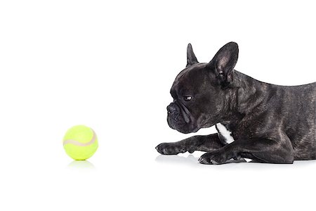 dog ball waiting - french bulldog  dog ready to play and have fun with owner and tennis ball toy , isolated on white background Stock Photo - Budget Royalty-Free & Subscription, Code: 400-08162369