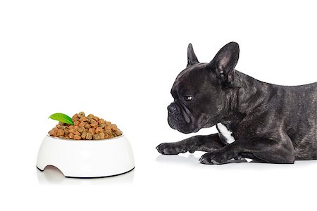 simsearch:400-07208442,k - french bulldog  dog hungry and begging for a full food bowl, isolated on white background Stockbilder - Microstock & Abonnement, Bildnummer: 400-08162370