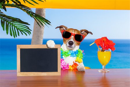 simsearch:400-08898663,k - jack russell dog  with a summer cocktail holding an empty blank blackboard or banner, on  vacation holidays Photographie de stock - Aubaine LD & Abonnement, Code: 400-08162371