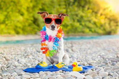 simsearch:400-08158292,k - jack russell dog  with a summer  rubber duck and flip flops lying on a blue towel, near the river outdoors, sunbathing with funny sunglasses Fotografie stock - Microstock e Abbonamento, Codice: 400-08162546