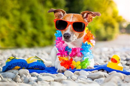 simsearch:400-08158292,k - jack russell dog  with a summer  rubber duck and flip flops lying on a blue towel, near the river outdoors, sunbathing with funny sunglasses Fotografie stock - Microstock e Abbonamento, Codice: 400-08162547