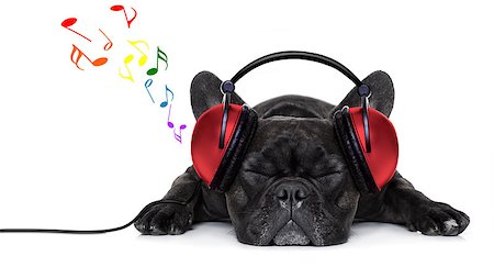 simsearch:400-07984991,k - french bulldog dog listening to music with earphones or headphones,while relaxing or sleeping on the floor, isolated on white background Photographie de stock - Aubaine LD & Abonnement, Code: 400-08162613