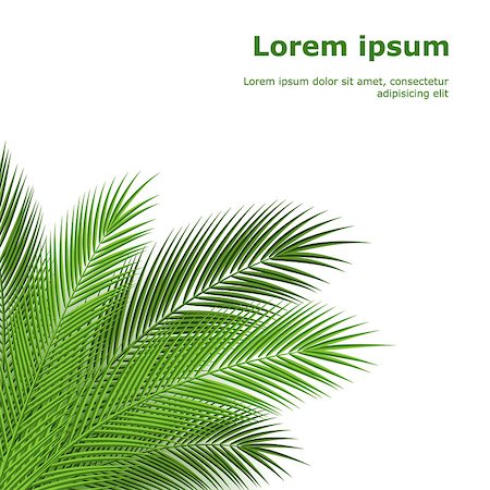 Tropical palm leaves. design background. vector illustration Foto de stock - Super Valor sin royalties y Suscripción, Código: 400-08163181