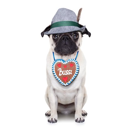 simsearch:400-08163219,k - pug dog dressed up as bavarian with gingerbread as collar, isolated on white background Photographie de stock - Aubaine LD & Abonnement, Code: 400-08163216