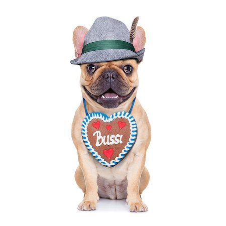 simsearch:400-08163219,k - french bulldog dog dressed up as bavarian with gingerbread as collar, isolated on white background Photographie de stock - Aubaine LD & Abonnement, Code: 400-08163219