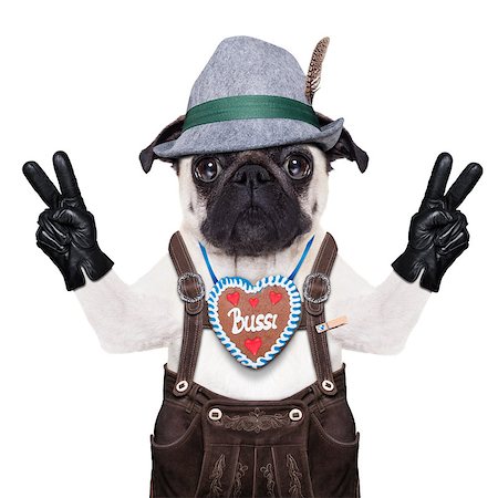 simsearch:400-08163219,k - pug dog dressed up as bavarian,isolated on white background,with peace or victory fingers Photographie de stock - Aubaine LD & Abonnement, Code: 400-08163227