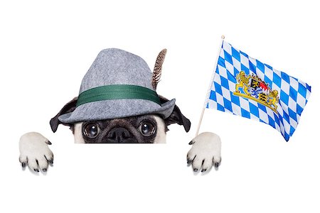 simsearch:400-08163219,k - pug dog dressed up as bavarian,isolated on white background, behind a blank empty banner or placard Photographie de stock - Aubaine LD & Abonnement, Code: 400-08163229