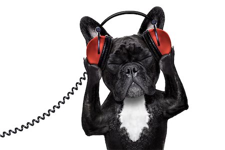 simsearch:400-07984991,k - french bulldog dog  listening to oldies with headphones or earphones from a  retro    recorder, relaxing with eyes closed, isolated on white background Photographie de stock - Aubaine LD & Abonnement, Code: 400-08163221