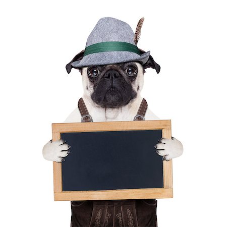 simsearch:400-08155906,k - pug dog dressed up as bavarian,isolated on white background, holding  a blank empty banner or placard or blackboard Stock Photo - Budget Royalty-Free & Subscription, Code: 400-08163232