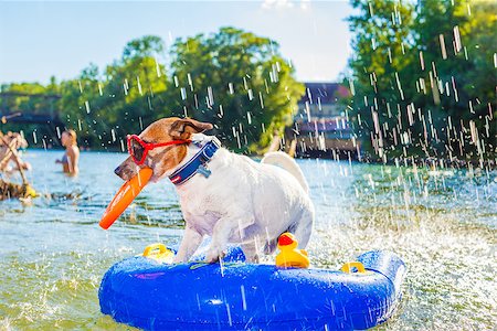 dog and pool - jack russell dog sitting on an inflatable  mattress in water by the  sea, river or lake in summer holiday vacation , splashing fresh water Stock Photo - Budget Royalty-Free & Subscription, Code: 400-08163305