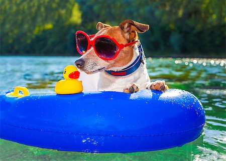simsearch:400-07055937,k - jack russell dog sitting on an inflatable  mattress in water by the  sea, river or lake in summer holiday vacation , rubber plastic toy included Foto de stock - Royalty-Free Super Valor e Assinatura, Número: 400-08163300