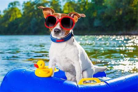 simsearch:400-08158292,k - jack russell dog sitting on an inflatable  mattress in water by the  sea, river or lake in summer holiday vacation , rubber plastic toy included Fotografie stock - Microstock e Abbonamento, Codice: 400-08163302