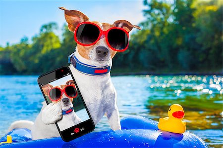 simsearch:400-08158248,k - jack russell dog sitting on an inflatable  mattress in water by the  sea, river or lake in summer holiday vacation , taking a selfie Fotografie stock - Microstock e Abbonamento, Codice: 400-08163407