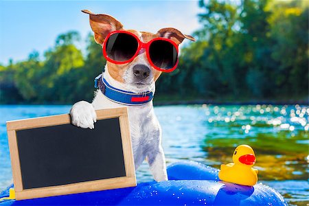 simsearch:400-08158292,k - jack russell dog sitting on an inflatable  mattress in water by the  sea, river or lake in summer holiday vacation , holding an empty banner or placard Fotografie stock - Microstock e Abbonamento, Codice: 400-08163403