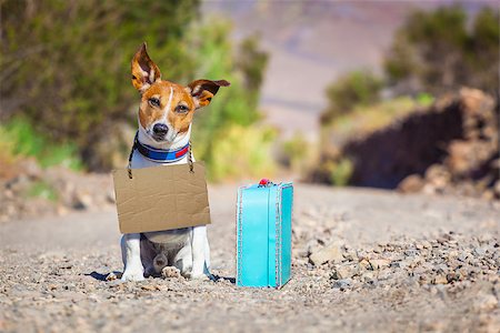 simsearch:400-08899981,k - jack russell dog abandoned and left all alone on the road or street, with luggage bag or suitcase, begging to come home to owners, cardboard around neck Foto de stock - Super Valor sin royalties y Suscripción, Código: 400-08163559