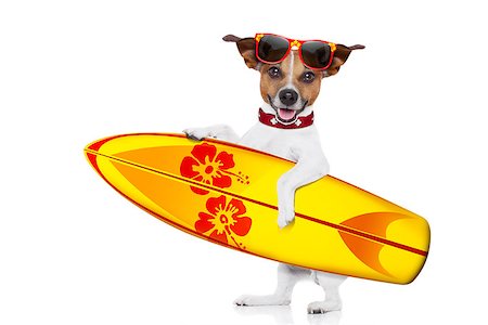 simsearch:400-08158248,k - silly funny cool  surfer dog holding  fancy surf board , isolated on white background Fotografie stock - Microstock e Abbonamento, Codice: 400-08163566