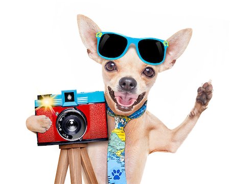 simsearch:400-08158248,k - cool tourist photographer dog taking a snapshot or picture with a retro old camera gesturing to say cheese , isolated on white background Fotografie stock - Microstock e Abbonamento, Codice: 400-08163562