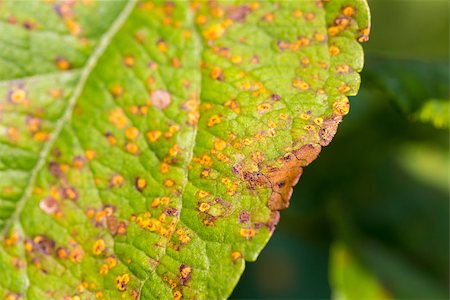 spores macro photography - Disease spots on a closeup of a leaf. Stock Photo - Budget Royalty-Free & Subscription, Code: 400-08163875
