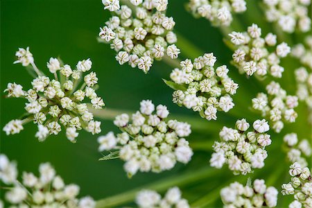 queen anne's lace - A closeup of Daucus carrota Queen Anne's Lace wildflower bloom. Stock Photo - Budget Royalty-Free & Subscription, Code: 400-08163888