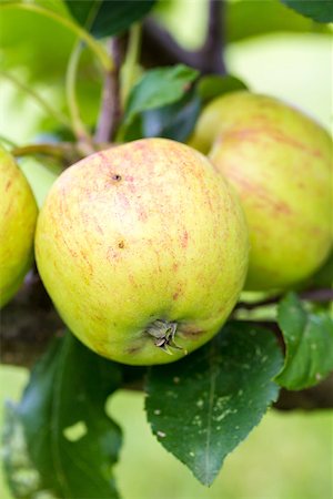 simsearch:632-03754188,k - A closeup of green and yellow apples growing on a fruit tree. Stock Photo - Budget Royalty-Free & Subscription, Code: 400-08163904