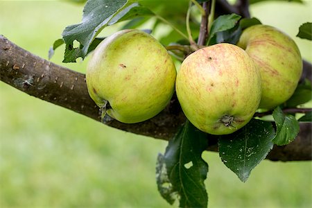 simsearch:632-03754188,k - A closeup of green and yellow apples growing on a fruit tree. Stock Photo - Budget Royalty-Free & Subscription, Code: 400-08163906
