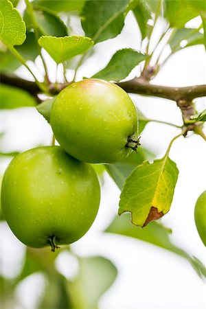 A closeup of green and yellow apples growing on a fruit tree. Fotografie stock - Microstock e Abbonamento, Codice: 400-08163902