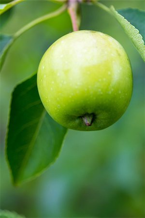 simsearch:632-03754188,k - A closeup of green and yellow apples growing on a fruit tree. Stock Photo - Budget Royalty-Free & Subscription, Code: 400-08163903