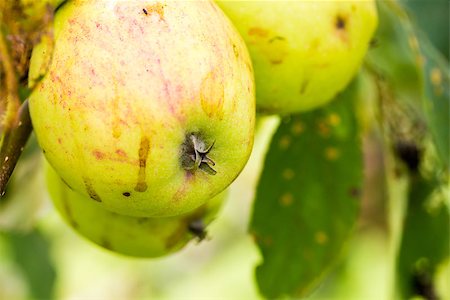 A closeup of green and yellow apples growing on a fruit tree. Fotografie stock - Microstock e Abbonamento, Codice: 400-08163911