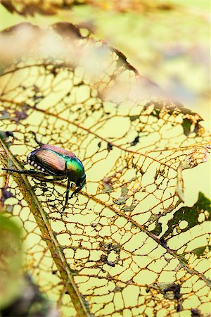 Japanese Beetle Popillia japonica on fruit tree leaf. Stockbilder - Microstock & Abonnement, Bildnummer: 400-08163913