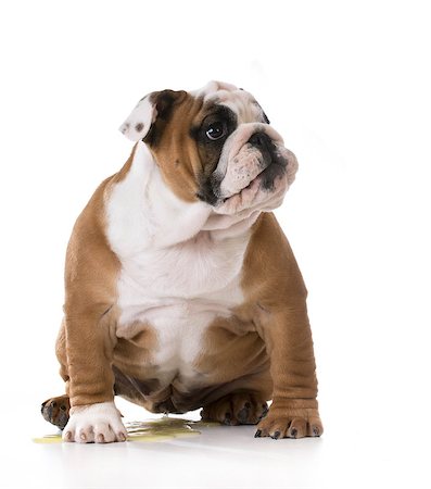 educazione all'uso del vaso - peeing puppy - housetraining a bulldog puppy - 3 months old Fotografie stock - Microstock e Abbonamento, Codice: 400-08186092