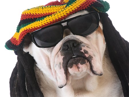 rastafarian - funny dog with dreadlock wig on white background Photographie de stock - Aubaine LD & Abonnement, Code: 400-08186103