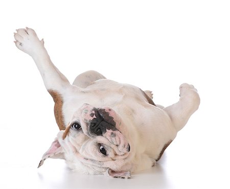 simsearch:400-06758887,k - itchy dog - bulldog laying upside down looking at viewer on white background Stock Photo - Budget Royalty-Free & Subscription, Code: 400-08186115