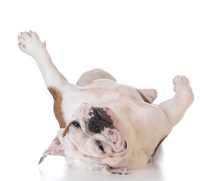 simsearch:400-06758887,k - itchy dog - bulldog laying upside down looking at viewer on white background Stock Photo - Budget Royalty-Free & Subscription, Code: 400-08186116