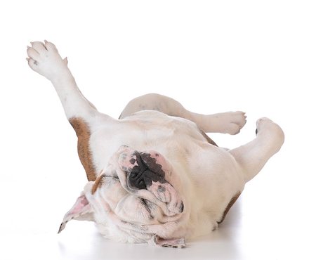 itchy dog - bulldog laying upside down looking at viewer on white background Stock Photo - Budget Royalty-Free & Subscription, Code: 400-08186117