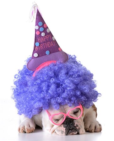 simsearch:400-08187913,k - birthday dog - bulldog wearing clown wig and birthday hat on white background Photographie de stock - Aubaine LD & Abonnement, Code: 400-08186124